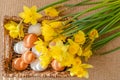 Bunch of daffodils and basket of fresh white and brown eggs close up on rustic background Royalty Free Stock Photo