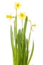 A bunch of daffodils isolated on white Royalty Free Stock Photo
