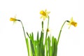 Bunch of daffodils isolated on white background Royalty Free Stock Photo