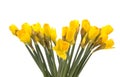 Bunch of daffodils isolated on white Royalty Free Stock Photo