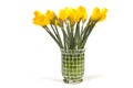 Bunch of daffodils in a vase isolated on white Royalty Free Stock Photo