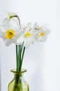 bunch of daffodils in vase isolated on white background.Home interior with easter decor.Bouquet of fresh spring flowers Royalty Free Stock Photo