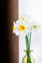 bunch of daffodils in vase isolated on white background.Home interior with easter decor.Bouquet of fresh spring flowers Royalty Free Stock Photo