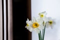 bunch of daffodils in vase isolated on white background.Home interior with easter decor.Bouquet of fresh spring flowers Royalty Free Stock Photo