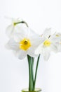 bunch of daffodils in vase isolated on white background.Home interior with easter decor.Bouquet of fresh spring flowers Royalty Free Stock Photo