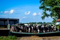 Bunch of Cows Eating out of Trough