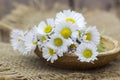 bunch of daisies - close up