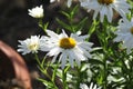 California Garden Series - White and Yellow Shasta Daisy - Leucanthemum Ã superbum Royalty Free Stock Photo