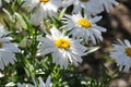 California Garden Series - White and Yellow Shasta Daisy - Leucanthemum Ã superbum Royalty Free Stock Photo