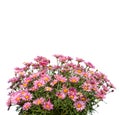 Bunch of daisies with pink petals isolated Royalty Free Stock Photo