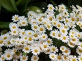 Bunch of daisies at springtime Royalty Free Stock Photo