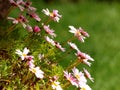 Bunch of daisies at springtime Royalty Free Stock Photo