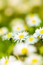 Bunch of daisies in sunny spring meadow Royalty Free Stock Photo