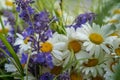 A bunch of daisies. White and blue flowers Royalty Free Stock Photo