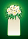 Bunch of daisy banner. Royalty Free Stock Photo