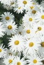 Bunch of Daisy Chrysanthemums or Leucanthemum