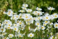 Bunch of daisy flowers growing in a field in summer. Marguerite floral plants flourishing on a green field in spring