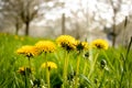 A bunch of dandelion with a blur green field in the background Royalty Free Stock Photo