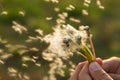 Dandelions in the wind - contrejour Royalty Free Stock Photo