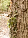 A Bunch of Dangling Half Dead Dark Green Leaves on the Side of Royalty Free Stock Photo