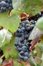 Bunch of dark blue grapes Royalty Free Stock Photo