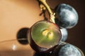 A bunch of dark blue grapes on a dark background in the conditions of artificial hard lighting close up. Grapes, cut in half, grap