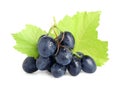Bunch of dark blue grapes with green leaves and water drops isolated on white Royalty Free Stock Photo