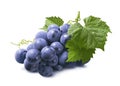 Bunch of dark blue grapes with leaves isolated on white background Royalty Free Stock Photo