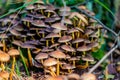 Bunch of dark brown color mushrooms growing between grass Royalty Free Stock Photo