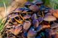 Bunch of dark brown mushrooms growing between grass Royalty Free Stock Photo