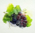 Bunch of dark grape on a white background. watercolor painting Royalty Free Stock Photo