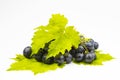 A bunch of dark grapes with green leaves isolated on a white background Royalty Free Stock Photo