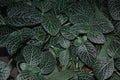 Dark green leaves of Fittonia Verschaffeltii Lem plant