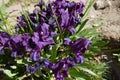 Bunch of dark purple flowers of dwarf irises