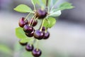 A bunch of dark red ripe cherries hanging on a branch of a cherry tree Royalty Free Stock Photo