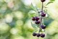 A bunch of dark red ripe cherries hanging on a branch of a cherry tree Royalty Free Stock Photo