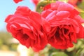 Red roses in Victoria, Australia Royalty Free Stock Photo