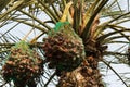 The Bunch of Date Fruit is Hanging on the Palm Tree