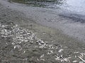 Bunch of dead Newfoundland Capelin after spawning Royalty Free Stock Photo