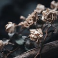 a bunch of dead roses on a branch