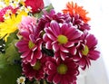 Bunch of deep pink Gerbera Daisy flowers.