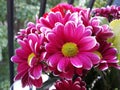 Bunch of deep pink Gerbera Daisy flowers.