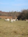 A bunch of deer at Knole Park