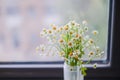 Bunch of delicate chamomiles (Matricaria chamomilla) in a small vase put on a windowsill Royalty Free Stock Photo