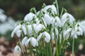 Bunch of delicate snowdrops. Galanthus nivalis