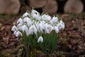 Bunch of delicate snowdrops with green stems