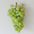 a bunch of green grapes hanging from a vine Royalty Free Stock Photo