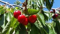 A bunch of delicious juicy ripe red cherries on a tree in an orchard Royalty Free Stock Photo