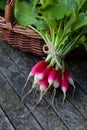 Bunch of delicious radishes