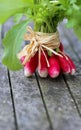 Bunch of delicious radishes